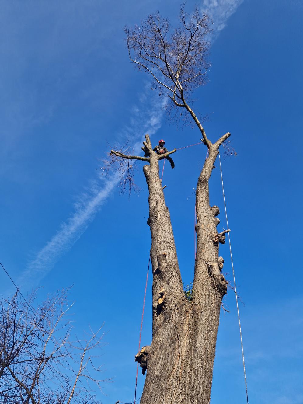 postupné kácení lípy Bohumín